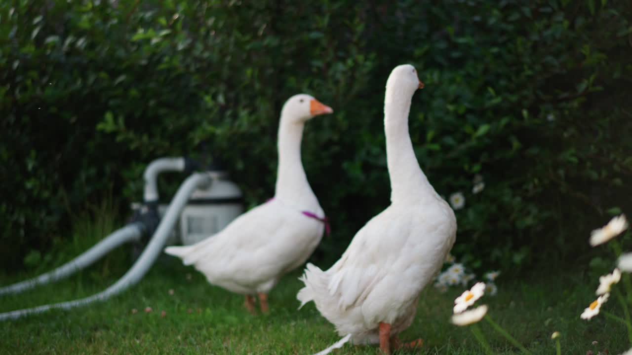 Gänseblümchen im Vordergrund mit fernen weißen Gänsen, weiches Bokeh erzeugt eine verträumte Wiesenstimmung, Gartenschlauch und üppiges Grün im Hintergrund, langsames Umherstreifen auf Futtersuche, sommerliches Licht, sanfter pastoraler Rhythmus und authentische Natur.