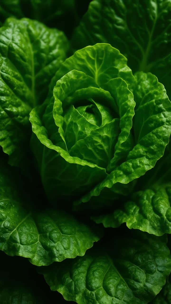Close-up video shot of fresh green lettuce leaves, captured from a top-down angle