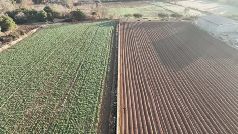 A-flight-over-the-fields-of-neatly-growing-produce-in-Spain