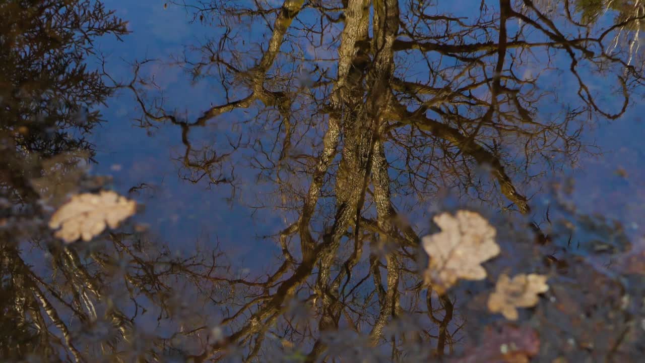 el roble se refleja en el agua