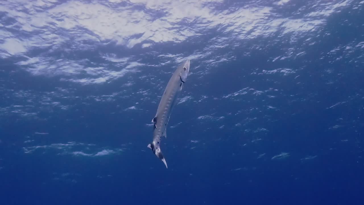 Ripresa subacquea di un barracuda che nuota nelle limpide acque blu dell'oceano a Mauritius. Scena di fauna marina per concetti di natura, immersioni, avventura e vita oceanica