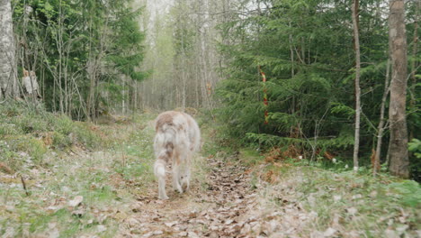 colly-husky hybrid pet dog walks on trail through woodland in sweden