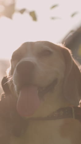 dueño del perro en cuclillas en el campo cubierto de hierba, frotando la oreja del perro con un guante de aseo mientras sostiene la correa bajo la luz del sol brillante, la luz solar crea un efecto de silueta suave, el perro parece alegre con la lengua fuera