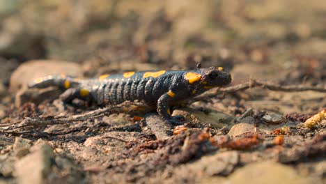 fire salamander, black yellow spotted european salamandra close up