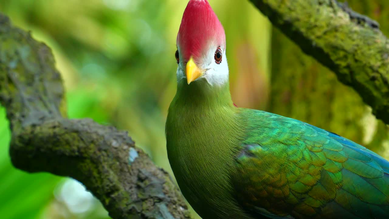 나무 에 있는 다채로운 새