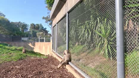 baboon interacting with enclosure fence