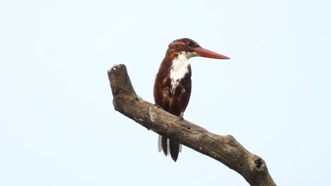 Kingfisher-waiting-for-pray-UHD-MP4-4k-.