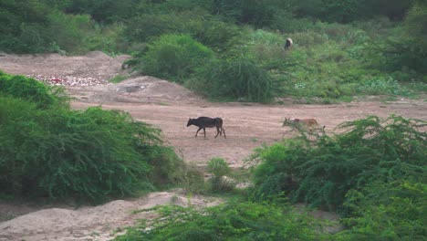 rebaño de vacas domésticas moviéndose a través de un bosque árido de la región de chambal en la india