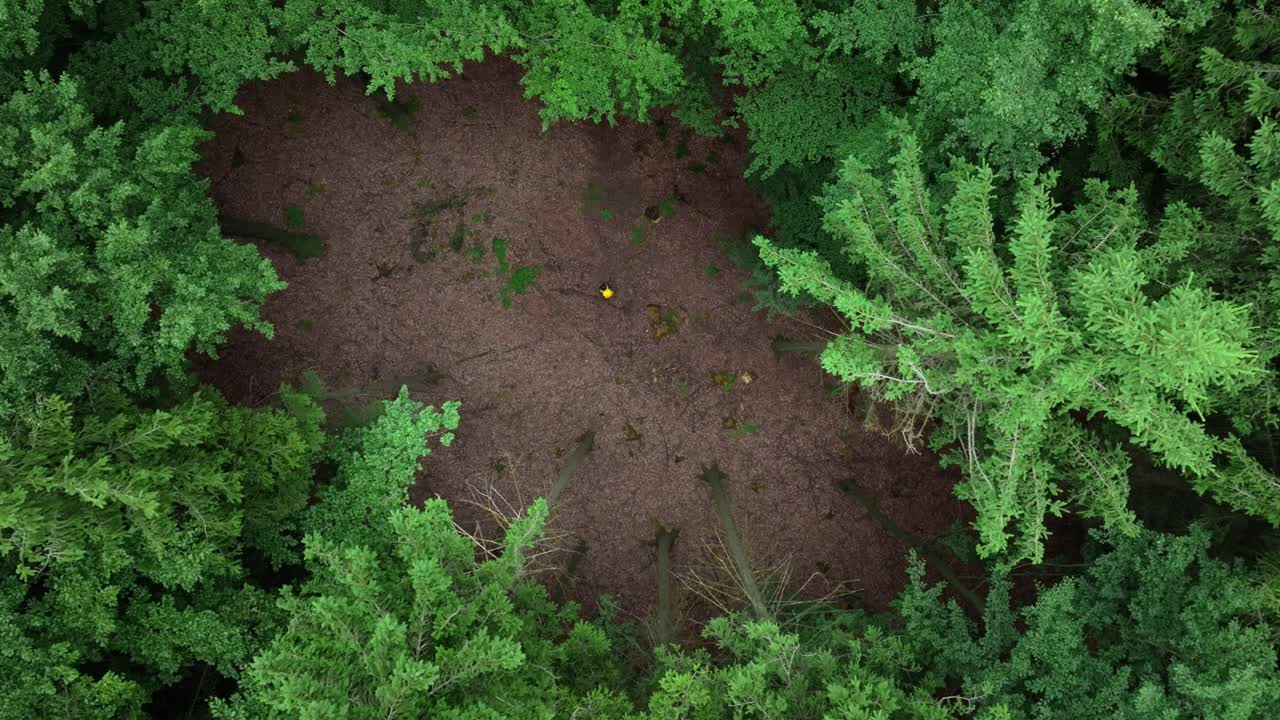 Top-down view of a lone traveler with a backpack standing on a forest clearing. Surrounded by nature, quiet and solitude in the heart of the woods