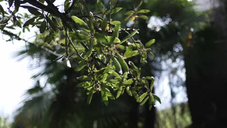 Close-up-of-green-leaves-on-a-branch-with-a-blurred-natural-background-on-a-sunny-day