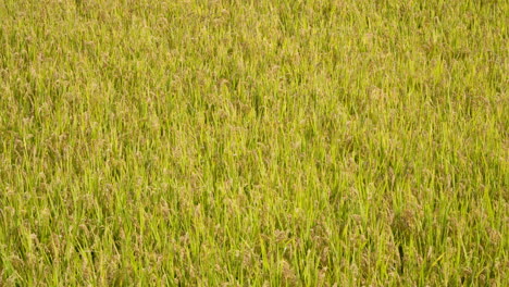 Reifer-Gelber-Reis,-Der-In-Einem-Feld-Schwankt---Erhöhte-Ansichtspfanne