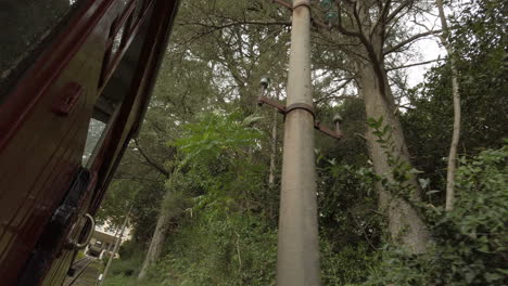 trees and train