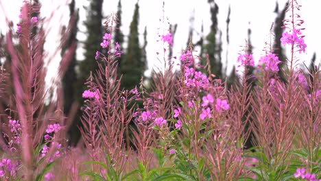 wildflowers in a field hd