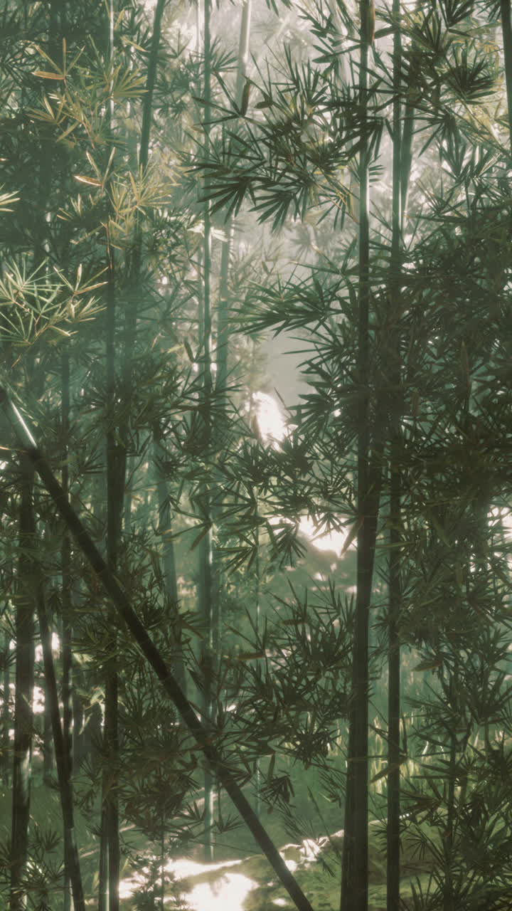 tranquilo bosque de bambú