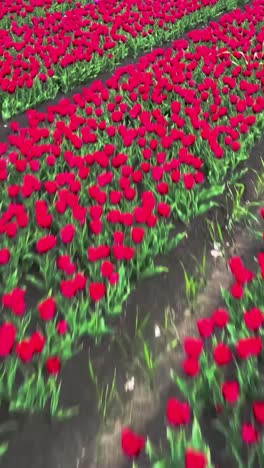 colorful flower fields