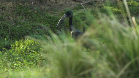 african openbill stork wading through lush green