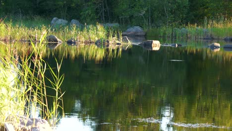 calm lull water at sunset, fishes eating insects from the surface of a forest pond