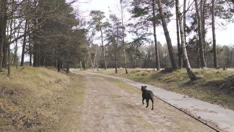 dog walking on a forest path