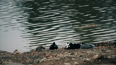 Patos-Salvajes-En-La-Orilla-Del-Río-Drake-Descansando-En-La-Orilla-Del-Río