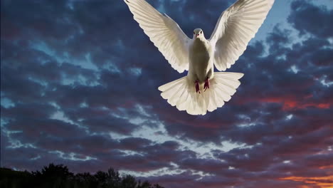 a child and a white dove at sunset