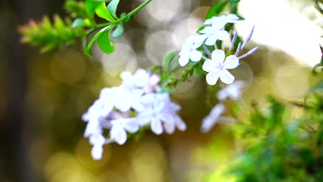 Blume-Im-Garten-Strahlte-In-Der-Sonne-29