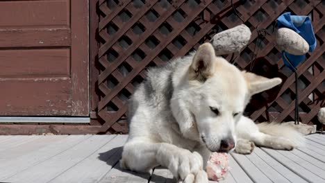 Pet-husky-wolf-snacks-on-a-yummy-piece-of-meat-while-basking-in-the-warm-sunshine