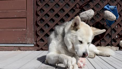 pet husky-wolf snacks on a yummy piece of meat while basking in the warm sunshine