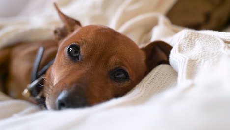 close up view of a sleeping brown dog on a blanket