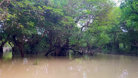 ratargul swamp forest amazon of bangladesh national nature reserve park tree