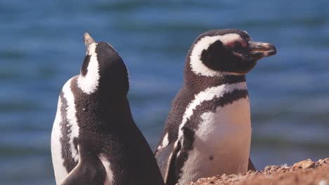 two magellanic penguins standing on a cliff basking in the sun and shaking their heads as they close their eyes