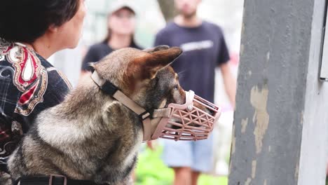 dog with muzzle held by person in crowd