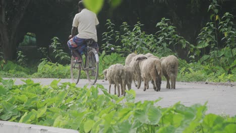 a herd of sheep is walking amidst a village road