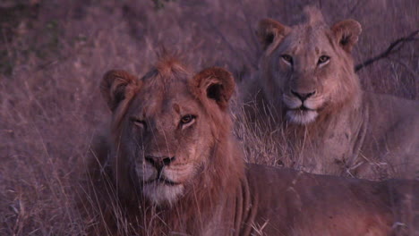 cerca de leones machos jóvenes acostados y mirando hacia la cámara