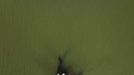 Abandoned-bridge-in-Lake-Sequoyah-top-down-aerial-drone-shot,-snowy-ground