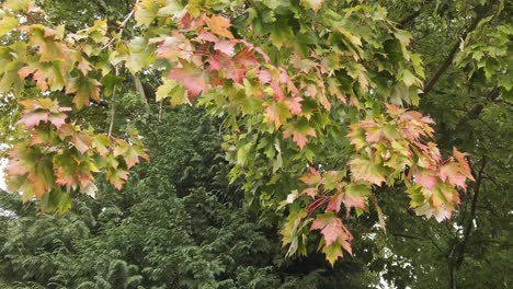 leaves on a tree changing colour from green to red marking the onset of autumn