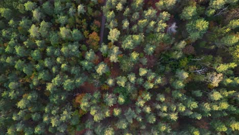 bosque natural de coníferas en otoño