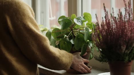 woman placing a green plant on window shelf, slow motion