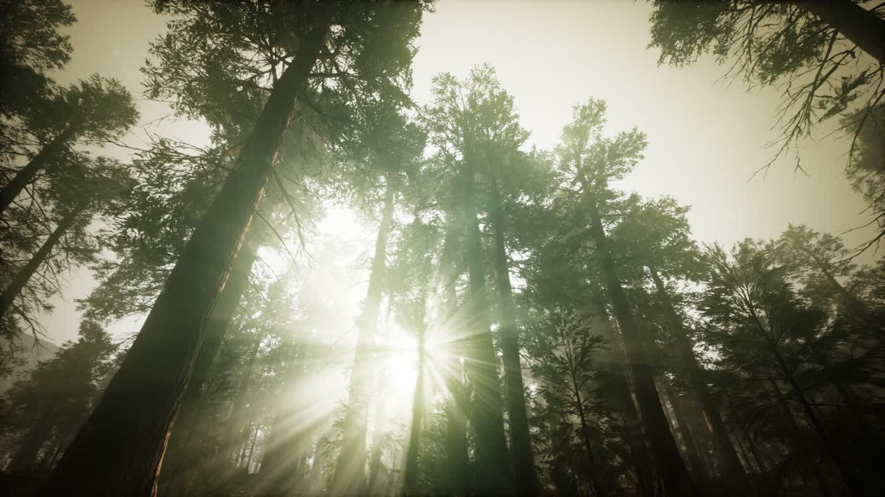 paisaje de puesta de sol brumosa del bosque de secuoya