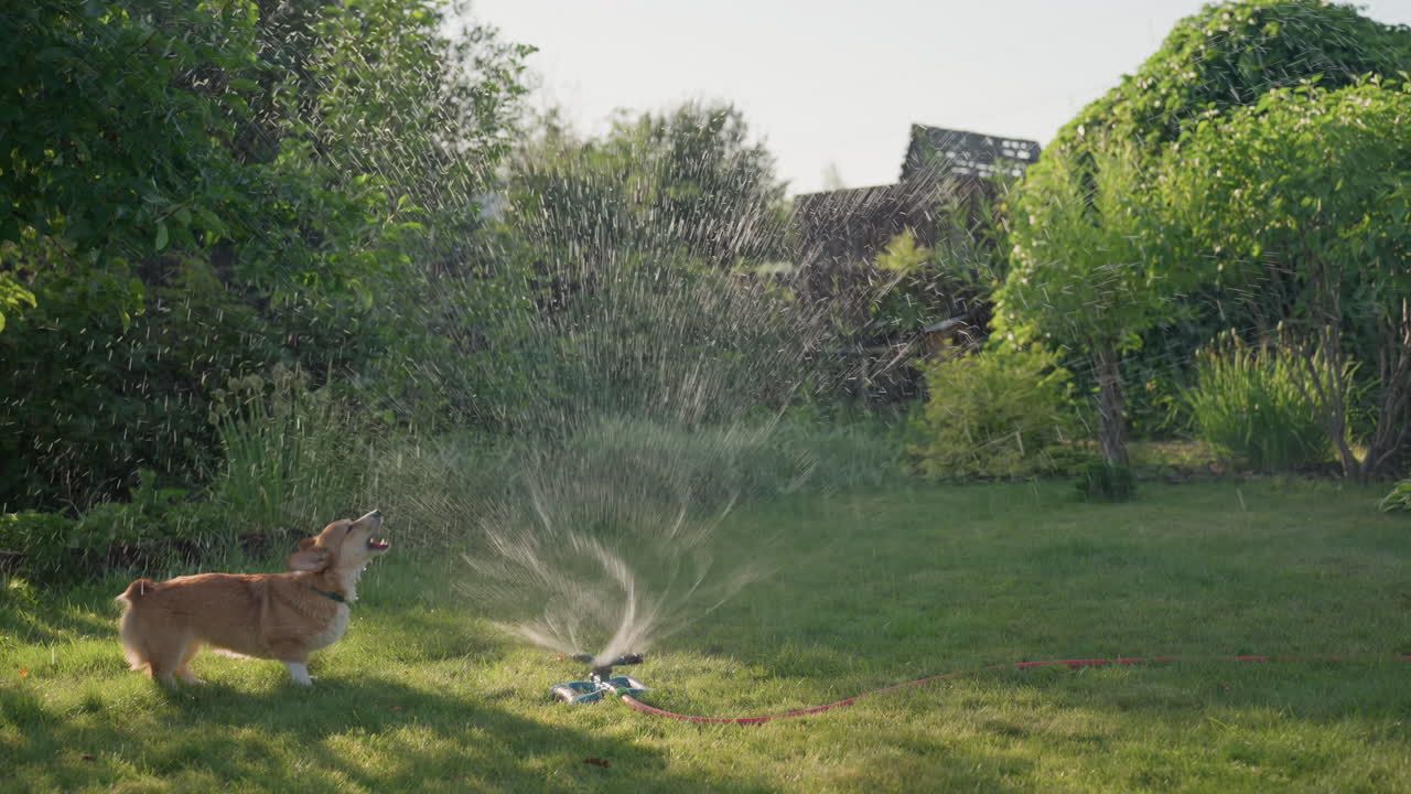 Lively Dog In Garden, Energetic Dog Frolicking Near Water Sprinkler, Dog Joyfully Splashes Water On Sunlit Grass, Playful Canine Enjoying Spraying Water In Bright Summer Outdoor Setting