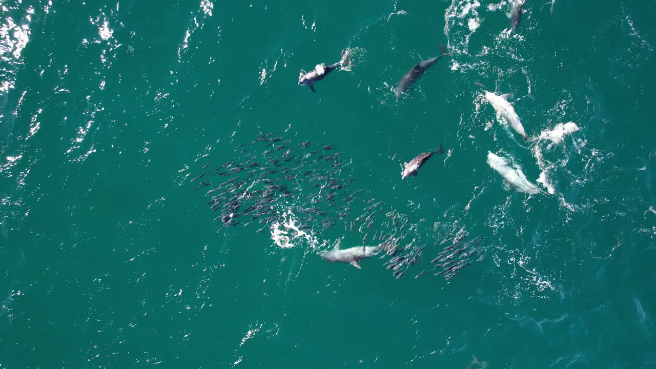 delfines de nariz de botella hambrientos nadando después de la escuela de peces mullet en el océano