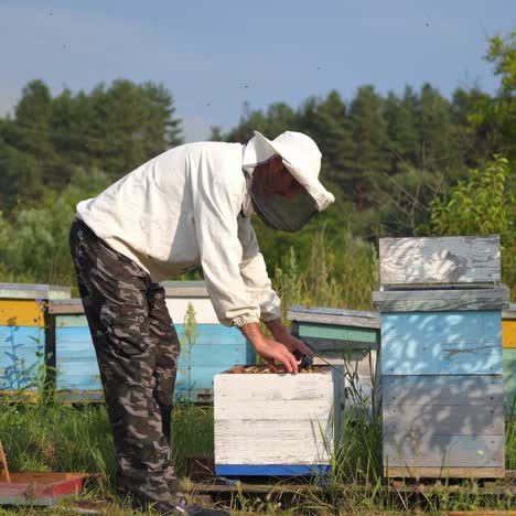 the beekeeper is holding a honey cell with bees in hands. colorful apiaries in fruit garden. man dressed in protective hat with net. apiculture