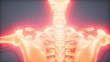 cuerpo humano transparente con huesos visibles