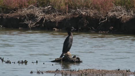 Visto-Sobre-Madera-Flotante-En-Un-Pantano-Mirando-Hacia-La-Derecha,-Pequeño-Cormorán-Microcarbo-Niger,-Tailandia