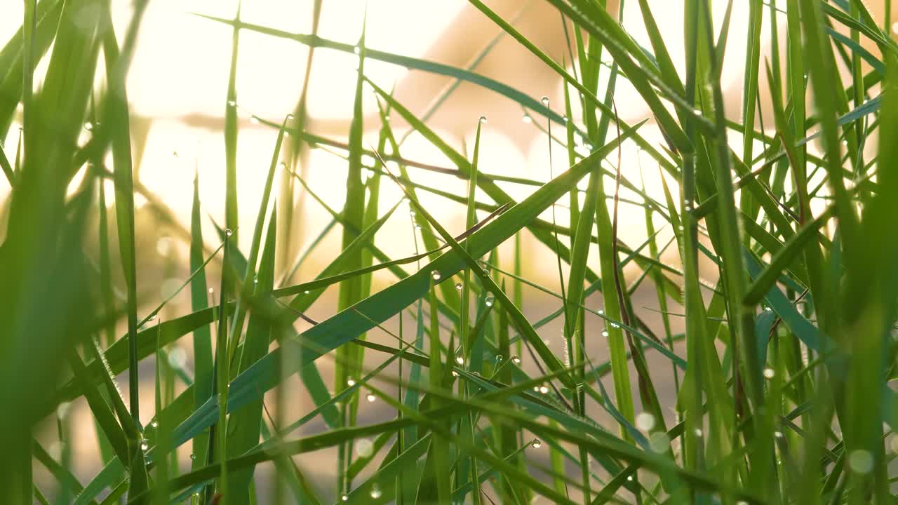 Close-up of tropical grass with dew swaying and shivering in wind, Koh Rong Sanloem island Sihanoukville Cambodia