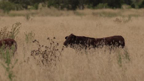 Viehfütterung-Im-Hohen-Gras-Im-Malerischen-Rim,-Queensland,-Australien