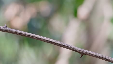 亞洲棕色捕<unk>鳥是一隻在日本,喜馬拉雅山脈和西伯利亞繁殖的小鳥