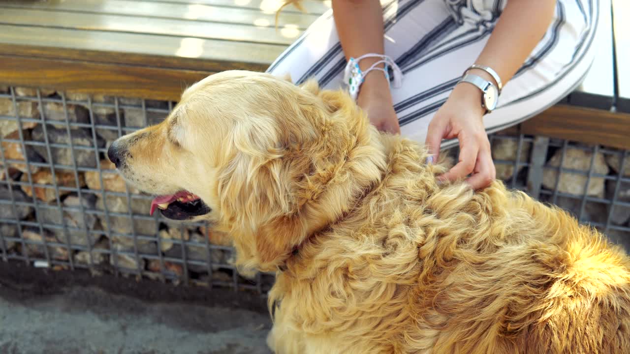 해가 지는 동안 공원에서 레트리버 개를 만지는 젊은 여성