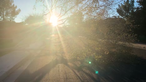 slow left pan shot of a fallen tree with sun glare