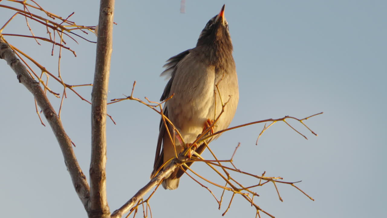 pájaro estornino de mejillas blancas posado en una rama contra el cielo azul claro en tokio, japón - primer plano