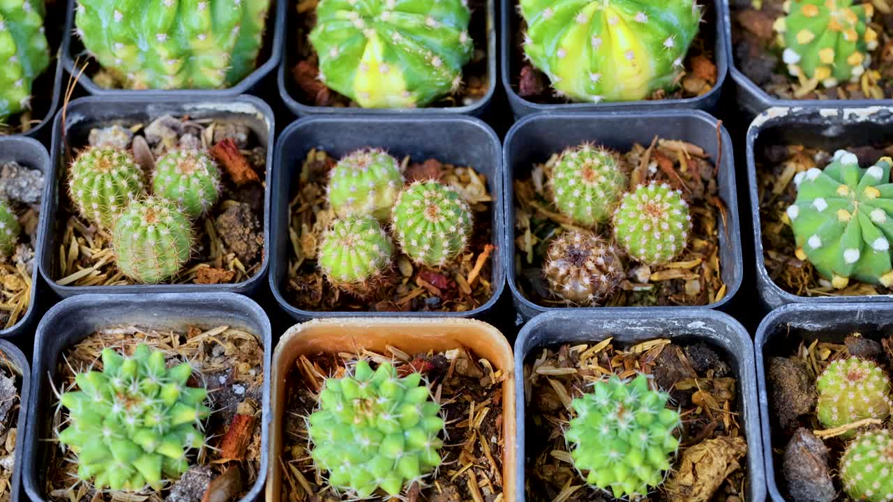 vista aérea de diversos cactus en ollas, mostrando verdes vibrantes y patrones intrincados en un mercado bullicioso